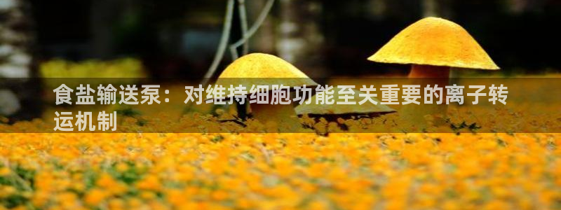 威九国际app网站安全吗