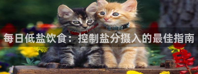 保定威九网络科技有限公司