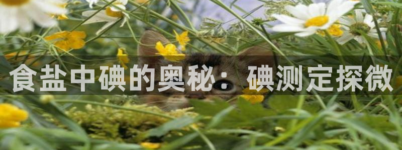 威九国际app入口官网
