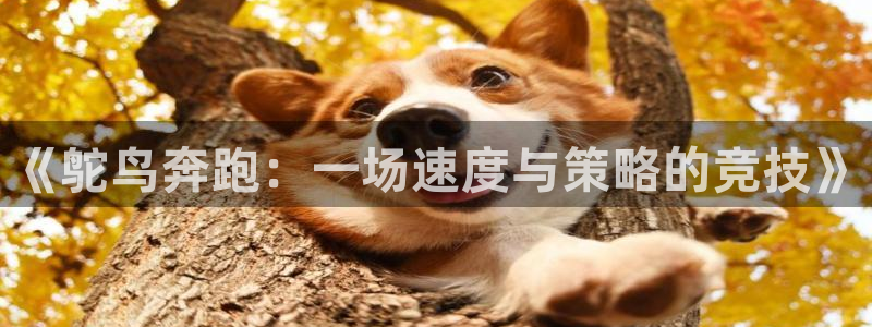 bsport必一运动：《鸵鸟奔跑：一场速度与策略的竞技》